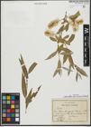 Foto von Salix alba subsp. micans (Andersson) Rech. f.